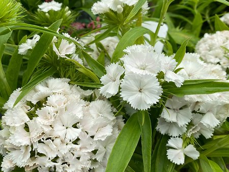 Sweet William White in 2L pot