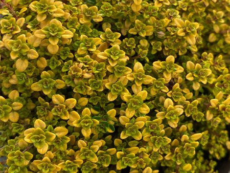 Thyme Archers Gold 9cm