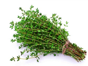 Thyme Common 9cm