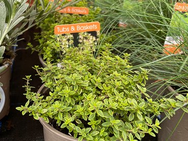 Thyme Golden Queen in V11 pot