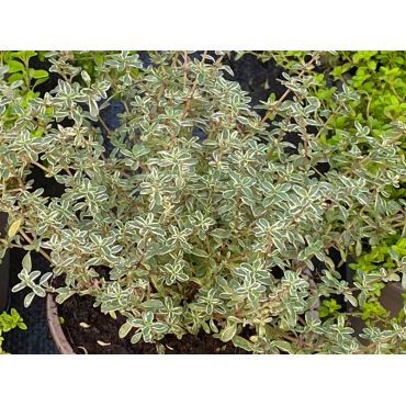 Thyme Silver Posie V11 pot