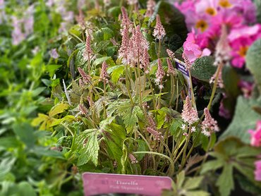 Tiarella Pink Skyrocket