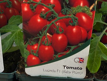 Tomato Baby Plum Lucinda
