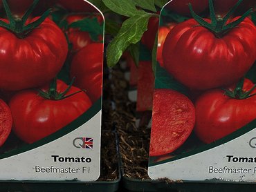 Tomato Beefmaster