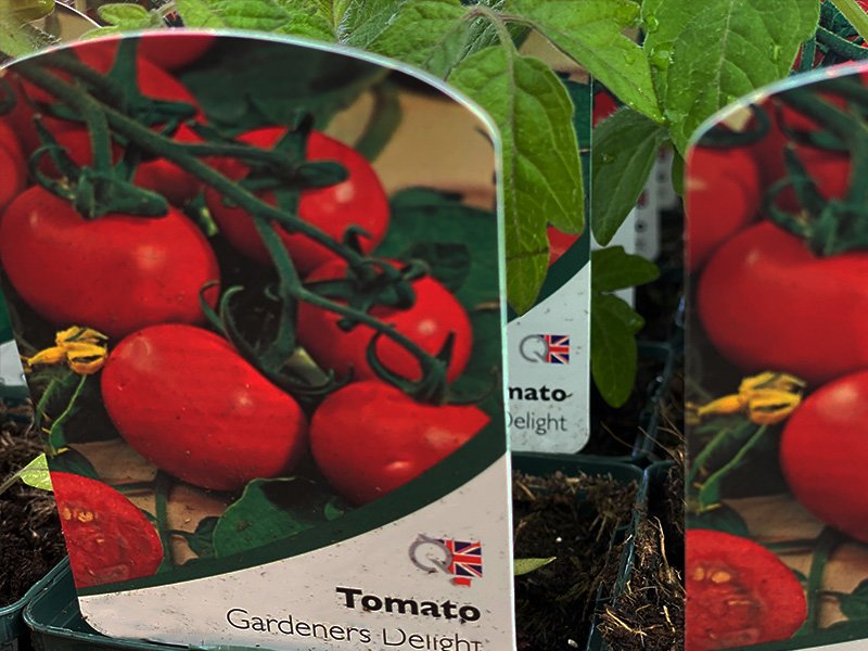 Tomato Gardeners Delight Merryhatton Garden Centre