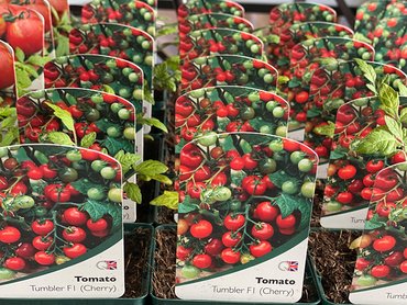 Tomato Tumbler