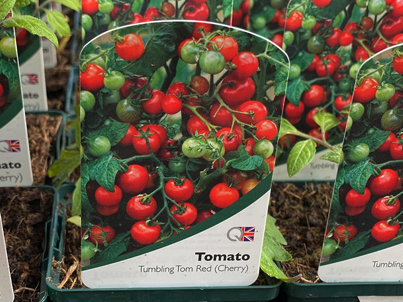 Tomato Tumbling Tom Red Merryhatton Garden Centre
