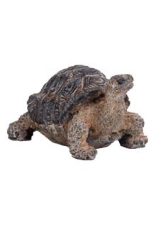 Tortoise