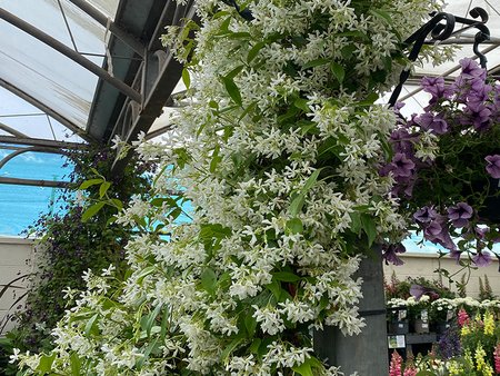 Trachelospermum jasminoides