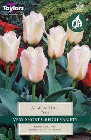 Tulip Albion Star