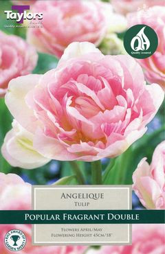 Tulip Angelique 11-12 P/P