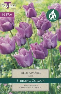 Tulip Bleu Aimable 11-12 P/P