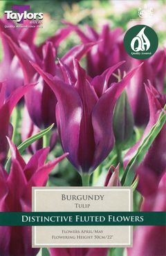 Tulip Burgundy 11-12 P/P