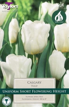 Tulip Calgary