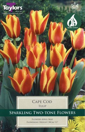 Tulip Cape Cod
