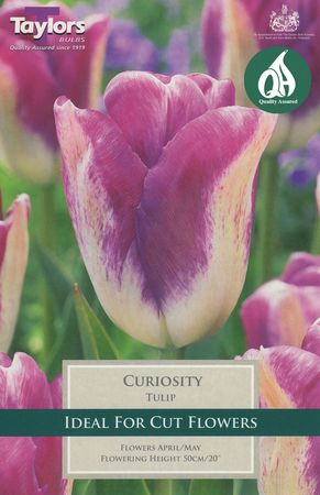 Tulip Curiosity