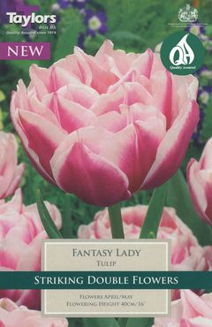 Tulip Fantasy Lady 11-12 P/P