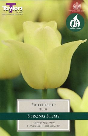 Tulip Friendship
