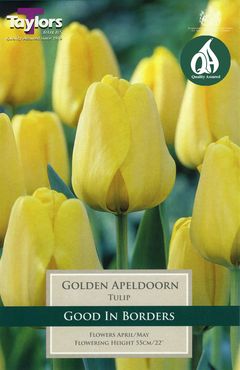 Tulip Golden Apeldoorn 11-12 P/P