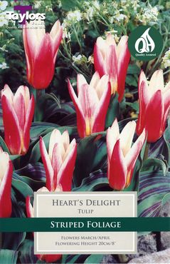 Tulip Heart'S Delight