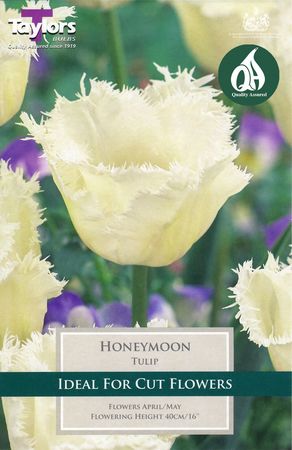 Tulip Honeymoon