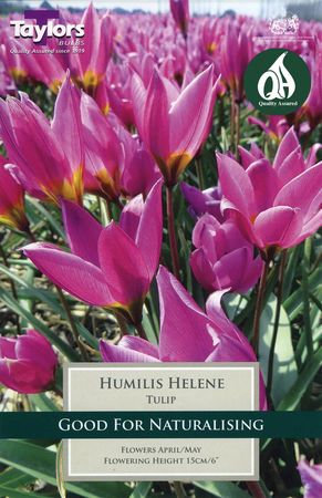 Tulip Humilis Helene