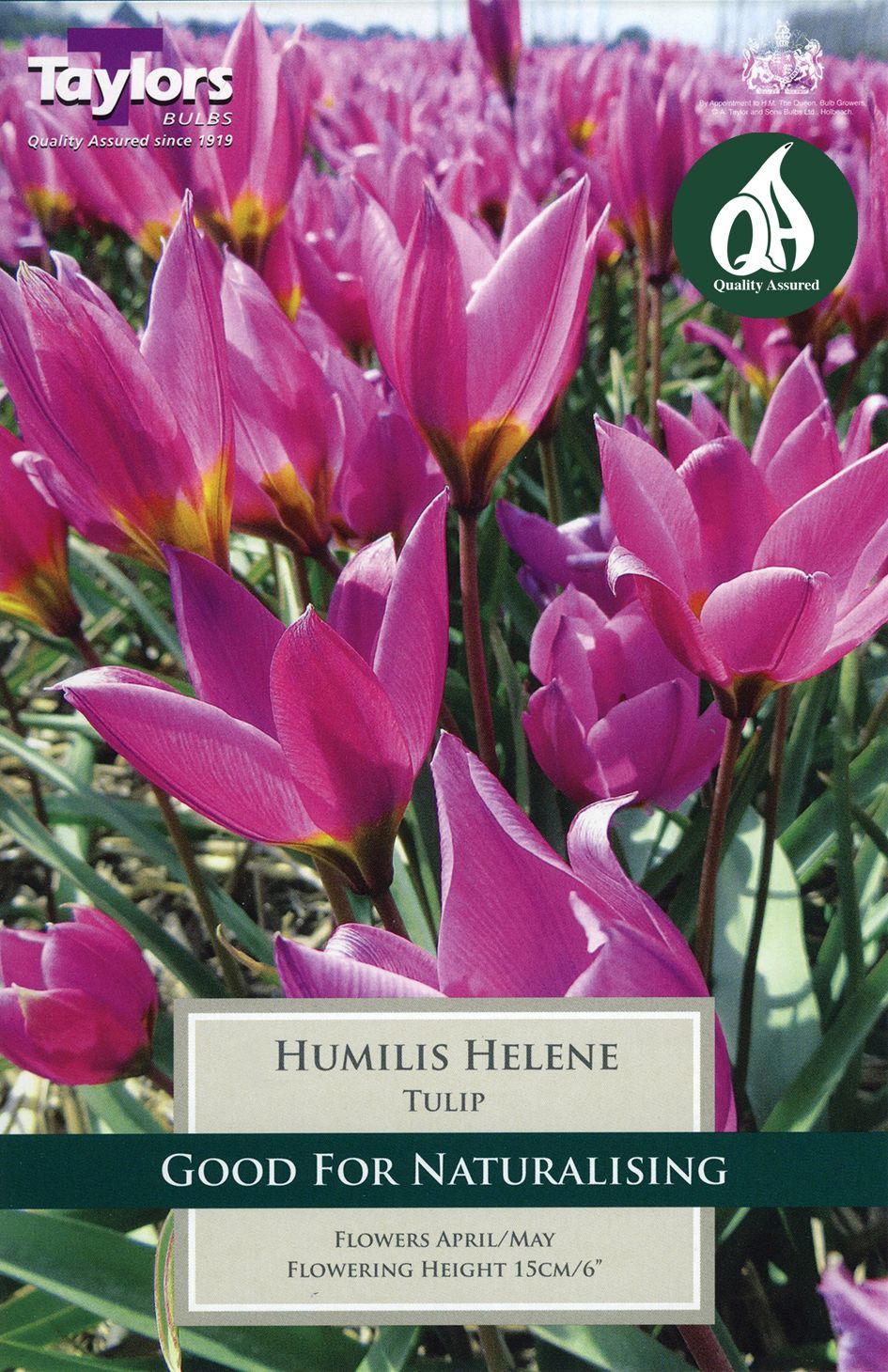 Tulip Humilis Helene Merryhatton Garden Centre