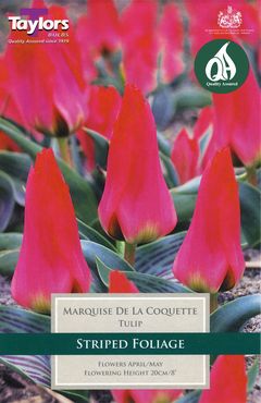 Tulip Marquise De La Coquette