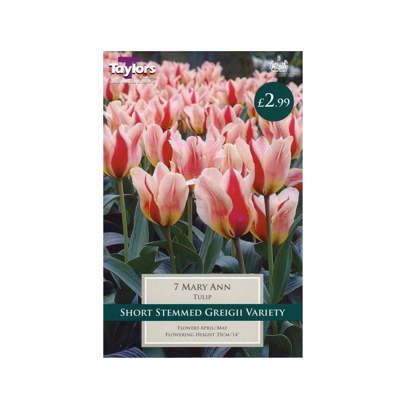 Tulip Mary Ann Merryhatton Garden Centre