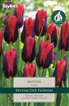 Tulip Muvota 11-12 P/P