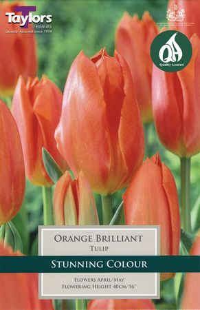 Tulip Orange Brilliant