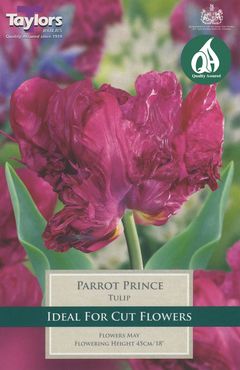 Tulip Parrot Prince 11-12 Pre-Pack