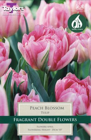 Tulip Peach Blossom 10-11 P/P