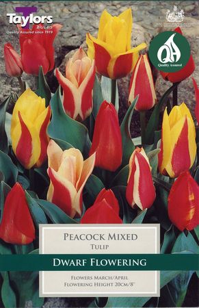 Tulip Peacock Mixed