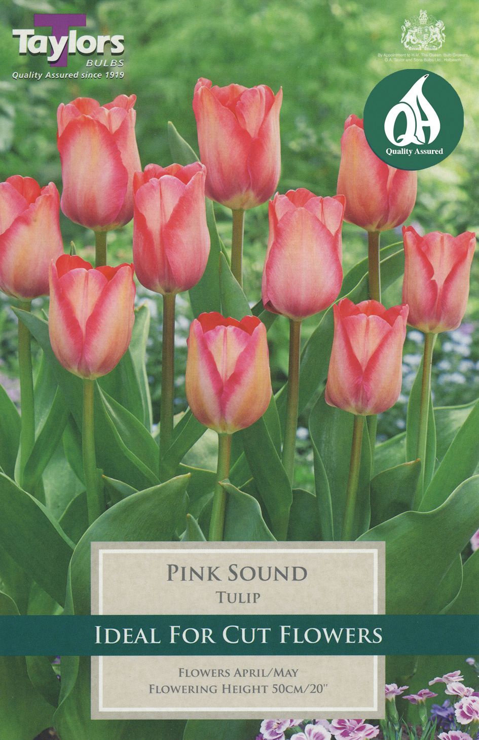 Tulip Pink Sound 1112 PrePack Merryhatton Garden Centre