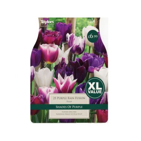 Tulip Purple Rain Fusion