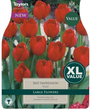 Tulip Red Impression 10-11 Xl
