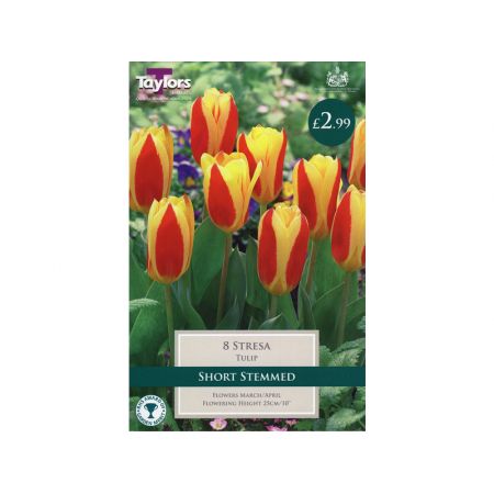 Tulip Stresa