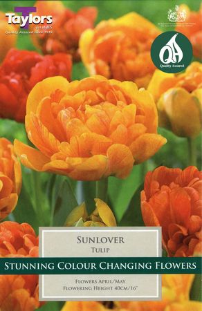 Tulip Sunlover