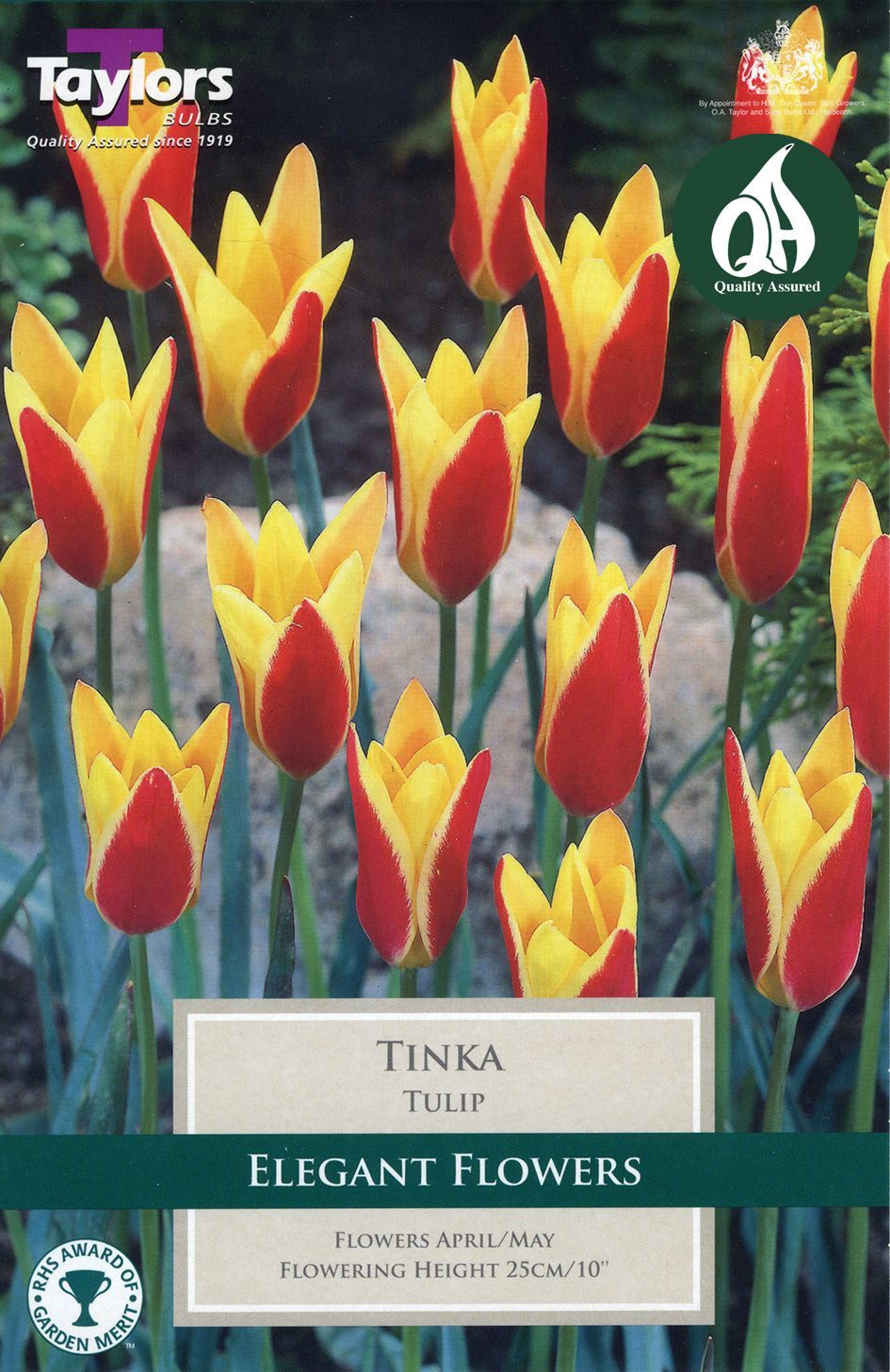 Tulip Tinka Merryhatton Garden Centre