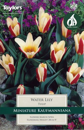 Tulip Water Lily