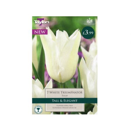 Tulip White Triumphator