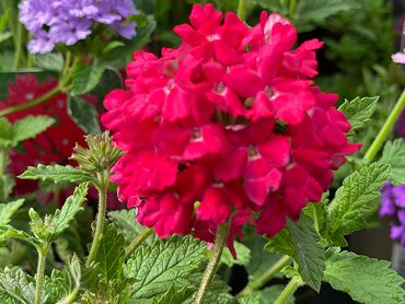 Verbena Hardy Edith Eddleman in 1.5L pot