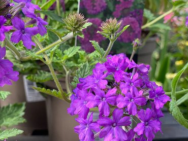 Verbena Hardy Homestead Purple  in 1.5L pot