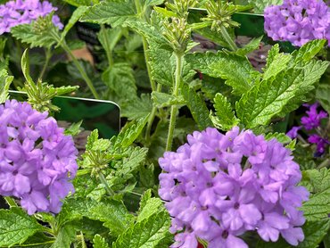 Verbena Hardy La France in 1.5L pot