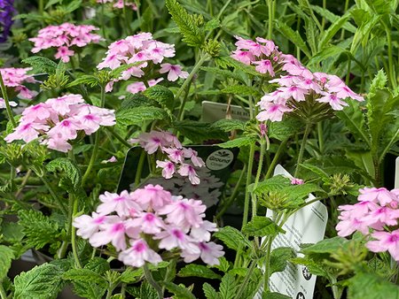Verbena Hardy Margaret'S Memory  in 1.5L pot