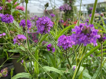 Verbena Rigida in 2L pot