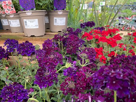 Verbena Showboat Midnight
