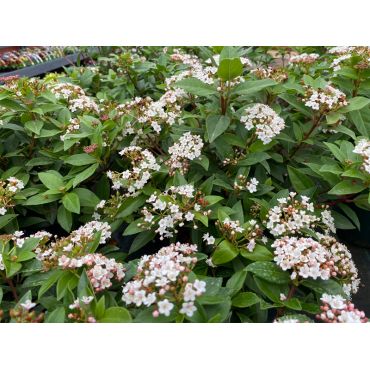 Viburnum tin. Eve Price 3L