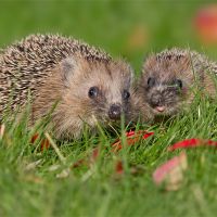 Wildlife Care